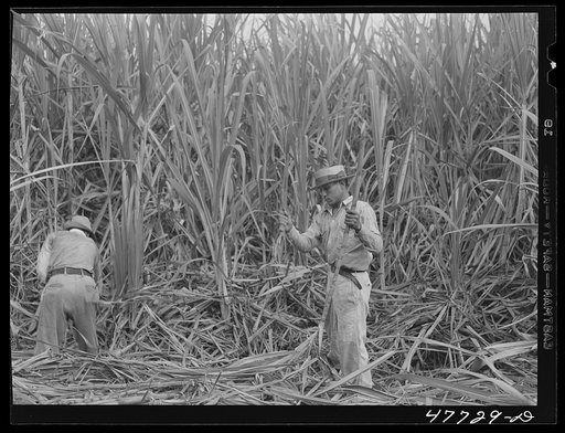 Yauco, Puerto Rico (vicinity). Harvesting cane in a sugar field