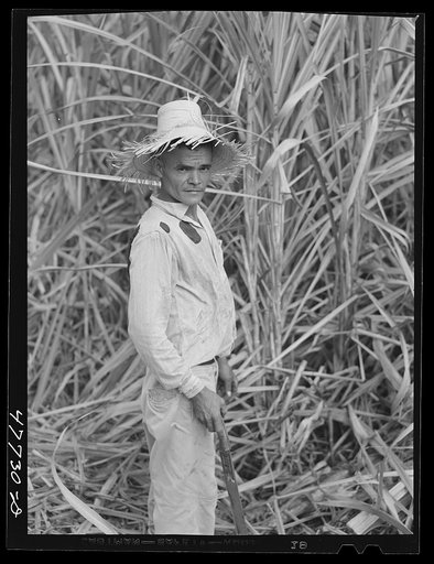 Untitled photo, possibly related to: Yauco, Puerto Rico (vicinity). Harvesting cane in a sugar field
