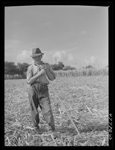 Untitled photo, possibly related to: Yauco, Puerto Rico (vicinity). Young ox cart driver in a sugar cane field