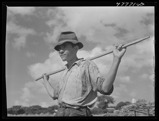 Yauco, Puerto Rico (vicinity). Young ox cart driver in a sugar cane field