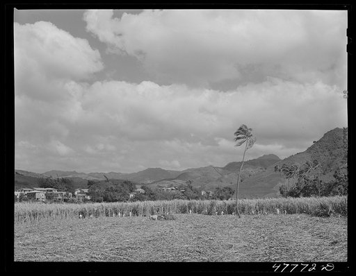 Yauco, Puerto Rico (vicinity). Harvesting sugar cane in a field