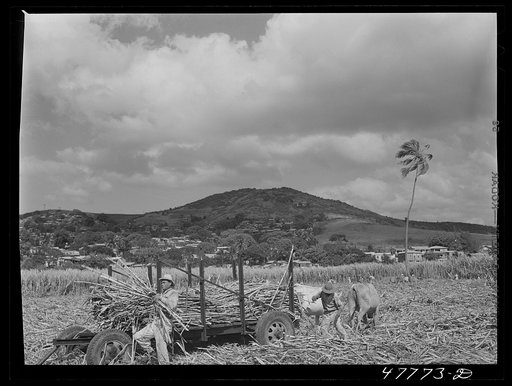 Yauco, Puerto Rico (vicinity). Loading sugar cane onto an ox cart to be carried to the loading station from the cane field