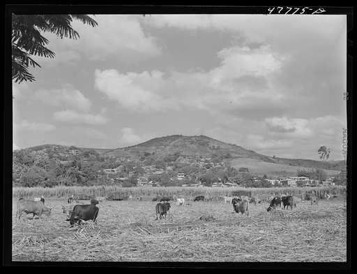 Untitled photo, possibly related to: Yauco, Puerto Rico (vicinity). Loading sugar cane onto an ox cart to be carried to the loading station from the cane field