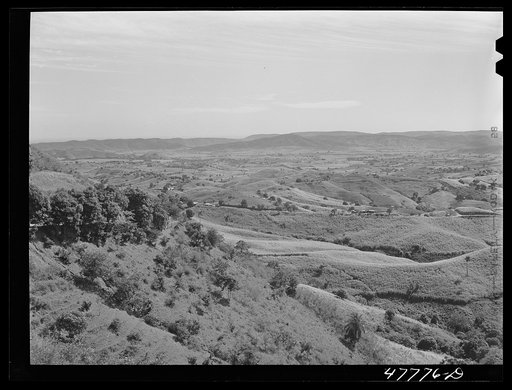 Yauco, Puerto Rico (vicinity). Sugar growing in the hills