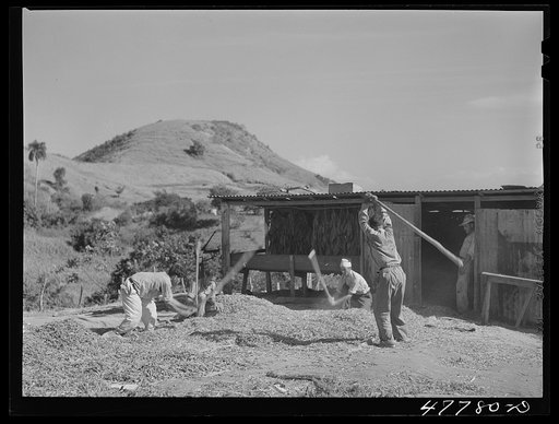 Yauco, Puerto Rico (vicinity). Threshing pigeon peas on a farm in the hills