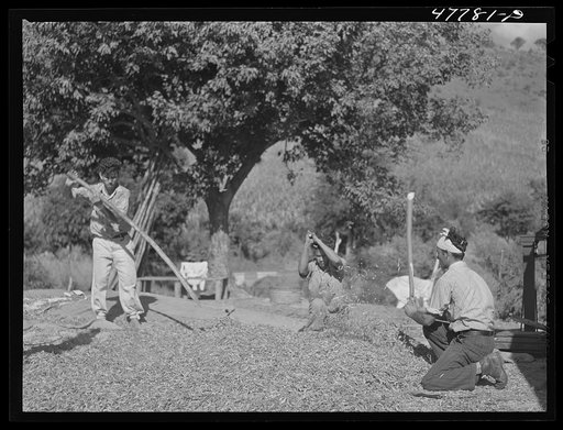 Untitled photo, possibly related to: Yauco, Puerto Rico (vicinity). Threshing pigeon peas on a farm in the hills