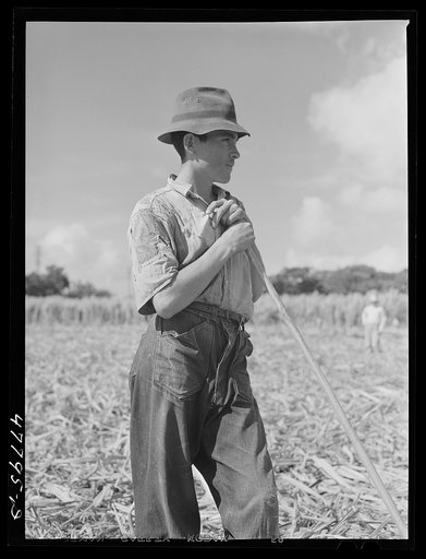 Untitled photo, possibly related to: Yauco, Puerto Rico (vicinity). Young ox cart driver in a sugar cane field