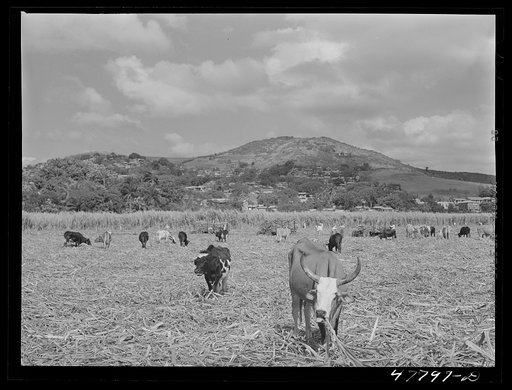Untitled photo, possibly related to: Yauco, Puerto Rico (vicinity). Loading sugar cane onto an ox cart to be carried to the loading station from the cane field
