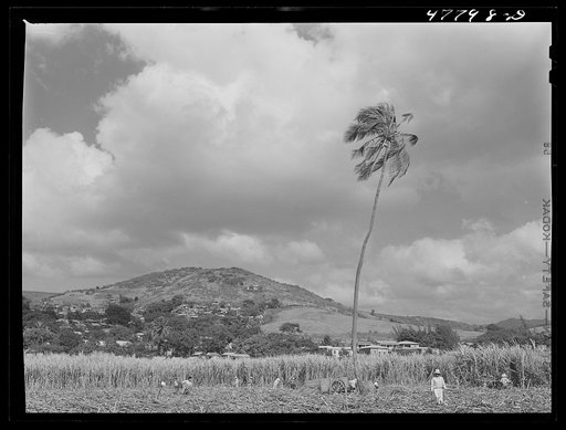 Untitled photo, possibly related to: Yauco, Puerto Rico (vicinity). Loading sugar cane onto an ox cart to be carried to the loading station from the cane field