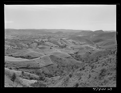 Yauco, Puerto Rico (vicinity). Sugar growing in the hills
