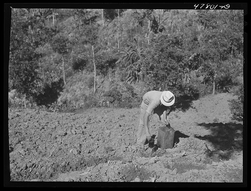 Untitled photo, possibly related to: Yauco, Puerto Rico (vicinity). FSA (Farm Security Administration) borrower and member of Yauco tomato cooperative planting tomatoes on his farm in the hills