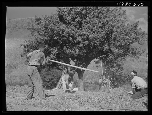 Untitled photo, possibly related to: Yauco, Puerto Rico (vicinity). Threshing pigeon peas on a farm in the hills