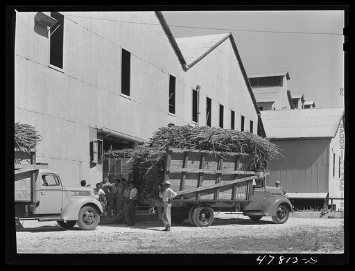 Untitled photo, possibly related to: Ensenada, Puerto Rico. Carloads of sugar cane at the South Puerto Rico Sugar Company