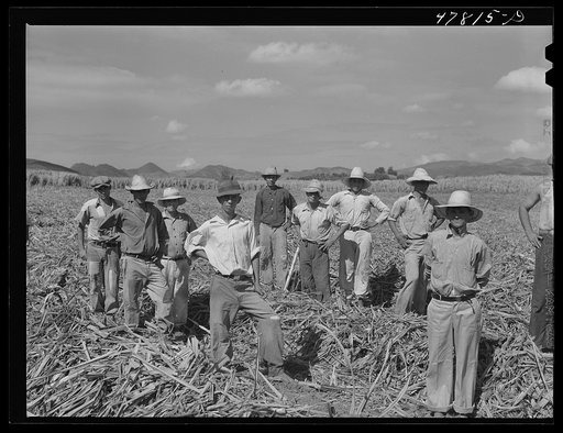 Untitled photo, possibly related to: Yauco, Puerto Rico (vicinity). Farm laborers who have been planting sugar cane about to go to lunch