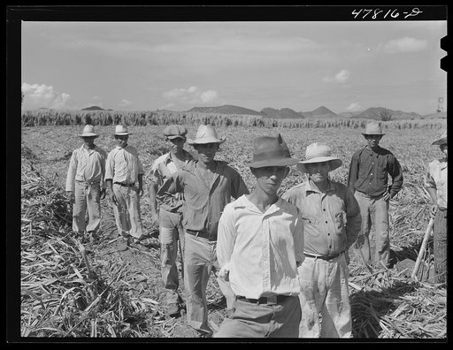 Yauco, Puerto Rico (vicinity). Farm laborers who have been planting sugar cane about to go to lunch