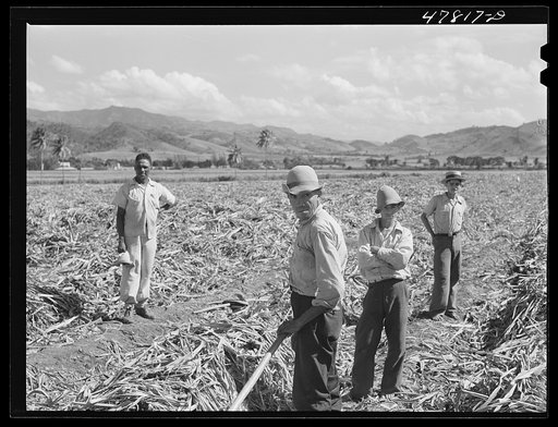 Yauco, Puerto Rico (vicinity). Farm laborers who have been planting sugar cane about to go to lunch
