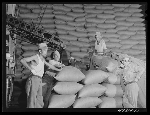 Ensenada, Puerto Rico. Workmen at the South Puerto Rico Sugar Company waiting for more bags of sugar to come down for them to store in this warehouse