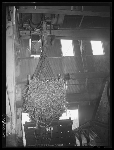 Ensenada, Puerto Rico. Unloading a carload of sugar cane at the South Puerto Rico Sugar Company mill