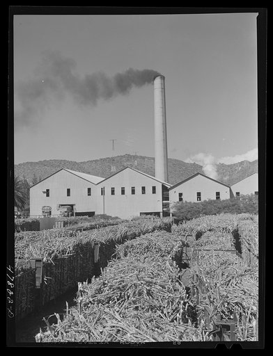 Ensenada, Puerto Rico. Carloads of sugar cane at the South Puerto Rico Sugar Company