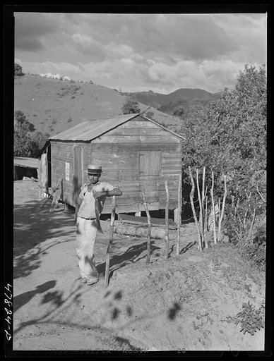 Untitled photo, possibly related to: Yauco, Puerto Rico (vicinity). FSA (Farm Security Administration) borrower