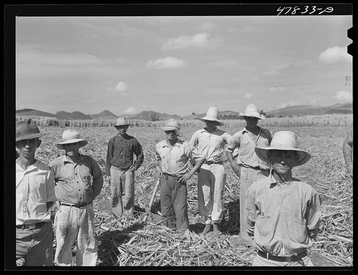 Yauco, Puerto Rico (vicinity). Farm laborers who have been planting sugar cane about to go to lunch