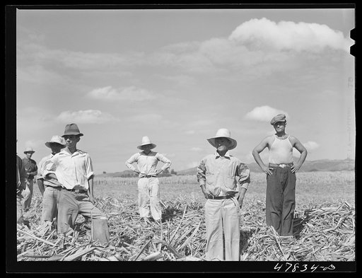 Yauco, Puerto Rico (vicinity). Farm laborers who have been planting sugar cane about to go to lunch