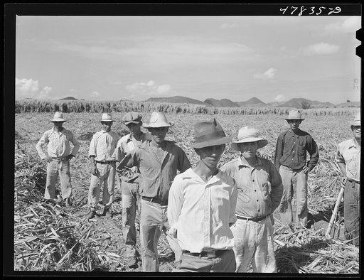 Untitled photo, possibly related to: Yauco, Puerto Rico (vicinity). Farm laborers who have been planting sugar cane about to go to lunch