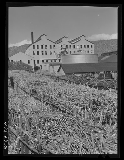 Untitled photo, possibly related to: Ensenada, Puerto Rico. Carloads of sugar cane at the South Puerto Rico Sugar Company