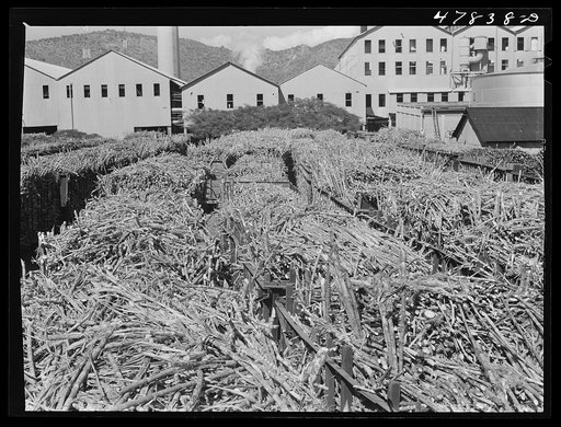 Ensenada, Puerto Rico. Carloads of sugar cane at the South Puerto Rico Sugar Company