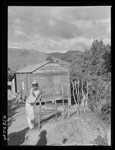 Untitled photo, possibly related to: Yauco, Puerto Rico (vicinity). FSA (Farm Security Administration) borrower