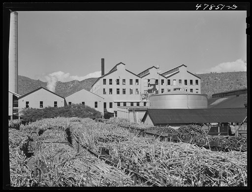 Untitled photo, possibly related to: Ensenada, Puerto Rico. Carloads of sugar cane at the South Puerto Rico Sugar Company