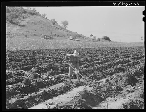 Guanica, Puerto Rico (vicinity). Irrigating the sugar fields on a large plantation