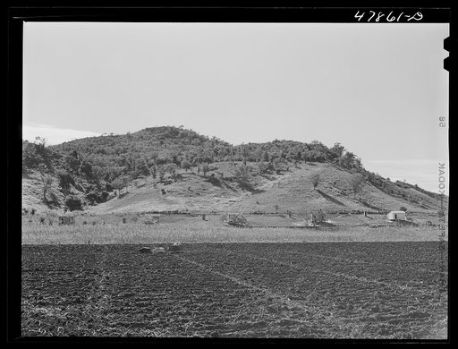 Untitled photo, possibly related to: Guanica, Puerto Rico (vicinity). On a large plantation, sugar cane seed carried in this ox cart is dropped into the furrows to be planted by the men who follow
