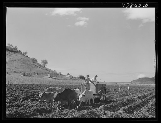 Untitled photo, possibly related to: Guanica, Puerto Rico (vicinity). Planting sugar cane on a large plantation