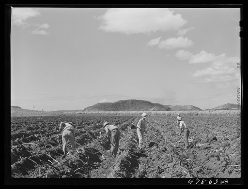 Guanica, Puerto Rico (vicinity). Planting sugar cane on a large plantation