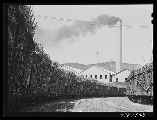 Untitled photo, possibly related to: Ensenada, Puerto Rico. Carloads of sugar cane at the South Puerto Rico Sugar Company