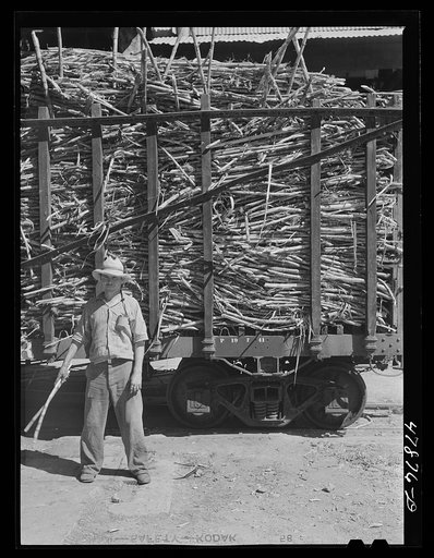 Untitled photo, possibly related to: Ensenada, Puerto Rico. Carloads of sugar cane at the South Puerto Rico Sugar Company