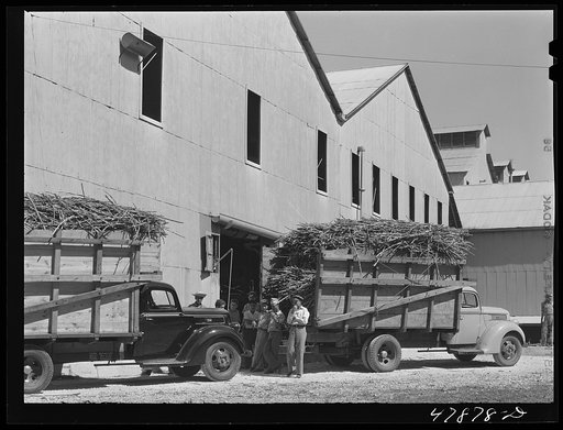 Trucks waiting to unload their sugar cane at the South Puerto Rico Sugar Company