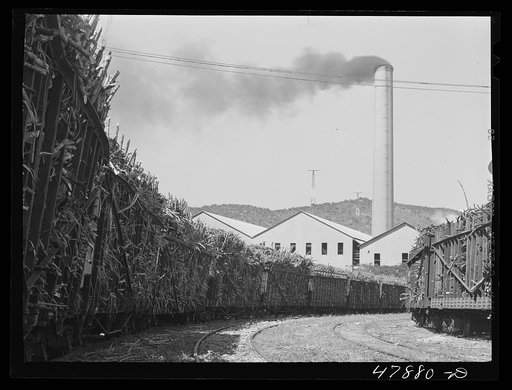 Ensenada, Puerto Rico. Carloads of sugar cane at the South Puerto Rico Sugar Company