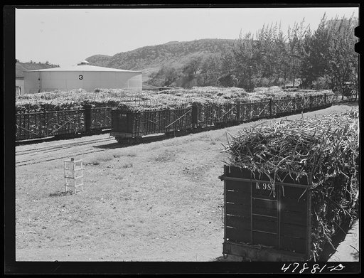 Untitled photo, possibly related to: Ensenada, Puerto Rico. Carloads of sugar cane at the South Puerto Rico Sugar Company