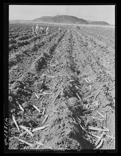 Guanica, Puerto Rico (vicinity). Sugar cane seed being planted on a large plantation