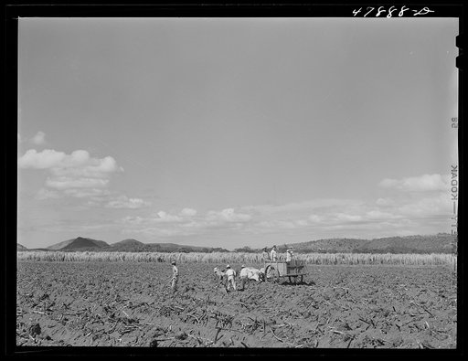 Untitled photo, possibly related to: Guanica, Puerto Rico (vicinity). On a large plantation, sugar cane seed carried in this ox cart is dropped into the furrows to be planted by the men who follow