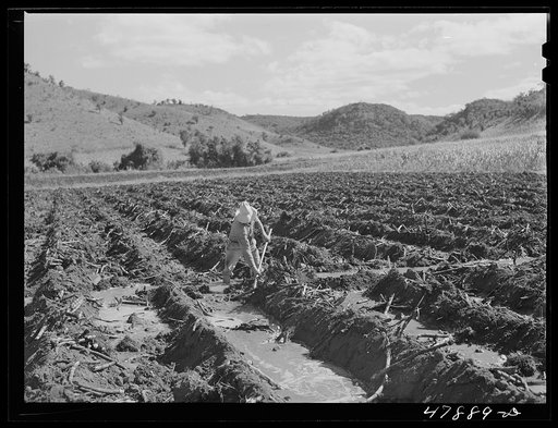 Untitled photo, possibly related to: Guanica, Puerto Rico (vicinity). Irrigating the sugar fields on a large plantation