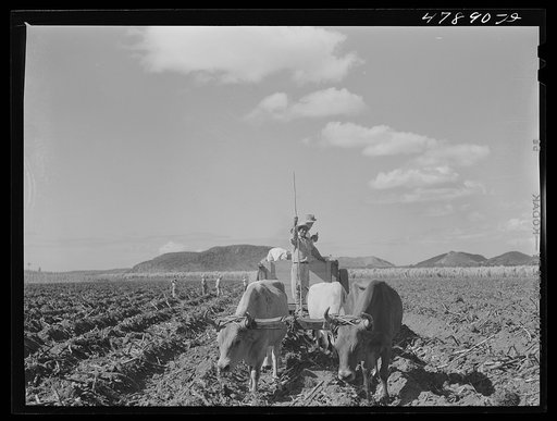 Guanica, Puerto Rico (vicinity). On a large plantation, sugar cane seed carried in this ox cart is dropped into the furrows to be planted by the men who follow