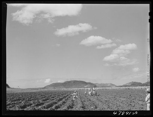 Guanica, Puerto Rico (vicinity). Planting sugar cane on a large plantation