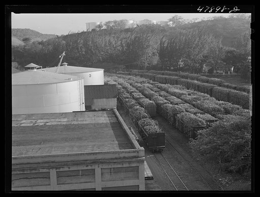 Untitled photo, possibly related to: Ensenada, Puerto Rico. Carloads of sugar cane at the South Puerto Rico Sugar Company