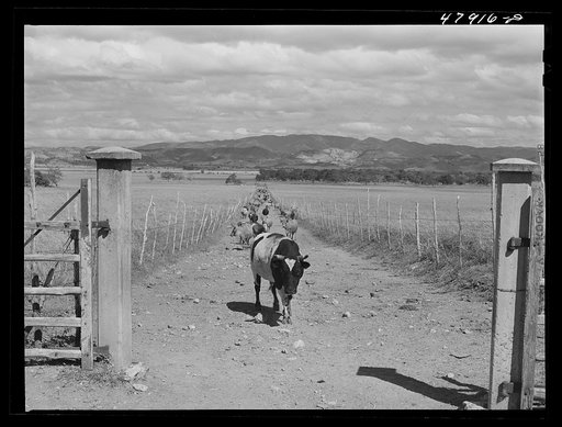 Untitled photo, possibly related to: In the flat cattle country in the southwestern tip of Puerto Rico