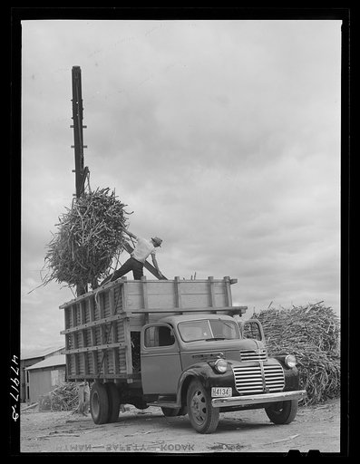 Lajas, Puerto Rico (vicinity). Loading sugar cane into a truck