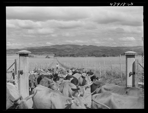 Untitled photo, possibly related to: In the flat cattle country in the southwestern tip of Puerto Rico