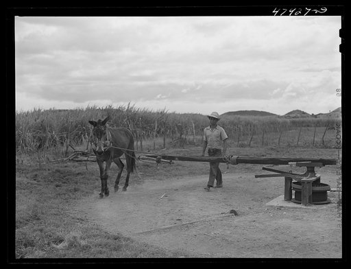 Lajas, Puerto Rico (vicinity). A one horse-power crane for loading sugar cane
